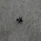 20G 1/4 Black Halloween Witchy Smiling Spider Nose Bone